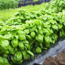 Pachet XXL Seminte busuioc Genovese 10.000buc.