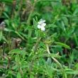 seminte cimbru de gradina pachet xxl gospodari gradina aromatica 110x110