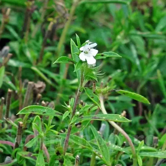 seminte cimbru de gradina pachet xxl gospodari gradina aromatica