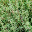 seminte cimbru pachet xxl producatori solarii 110x110