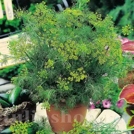 seminte marar compact pachet xxl gospodari gradina aromatica