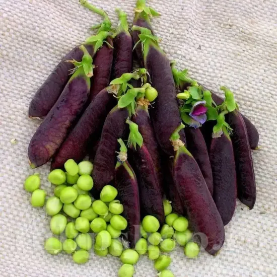 recolta mazare ezetha krombek blawschok teci violet boabe gustoase calitate premium
