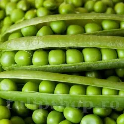 Pachet XXL Seminte mazare Senator 1.000buc.