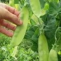 Pachet XXL Seminte mazare Carouby de Moussane 1.000buc.
