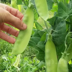 Pachet XXL Seminte mazare Carouby de Moussane 1.000buc.