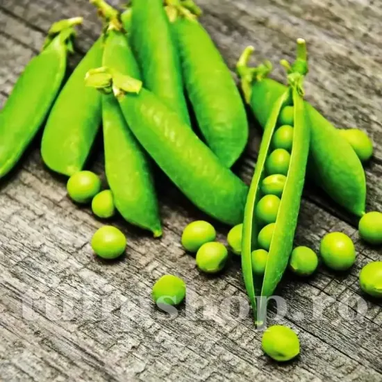seminte mazare douce provence pachet xxl gospodari gradina legume