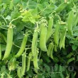 Pachet XXL Seminte mazare Senator 1.000buc. seminte mazare senator pachet xxl gospodari gradina legume 110x110