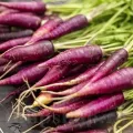 Pachet XXL seminte morcov Cosmic Purple 5.000buc.