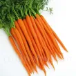 Pachet XXL Seminte morcov Imperator 50.000buc. seminte morcov imperator pachet xxl gospodari gradina legume 110x110