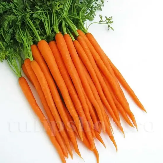 Pachet XXL Seminte morcov Imperator 50.000buc. seminte morcov imperator pachet xxl gospodari gradina legume