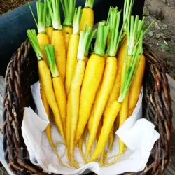 Pachet XXL seminte morcov Jaune du Doubs 50.000buc.