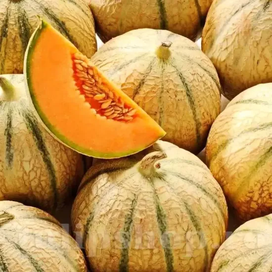 recolta pepene cantalupo di charentais miez portocaliu aromat calitate premium