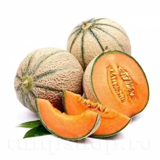 seminte pepene cantalupo di charentais pachet xxl furnizori en gros