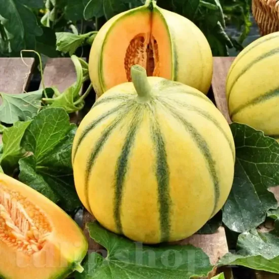 seminte pepene cantalupo di charentais pachet xxl gospodari gradina legume