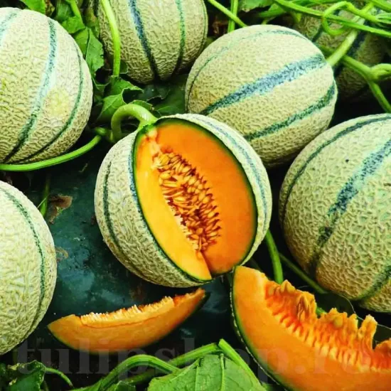 seminte pepene cantalupo di charentais pachet xxl producatori solarii