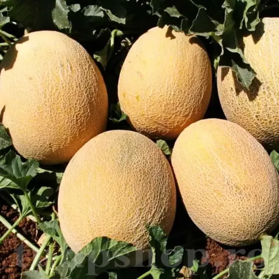 Pachet XXL seminte pepene Ananas 1.000buc. seminte pepene galben ananas pachet xxl producatori solarii