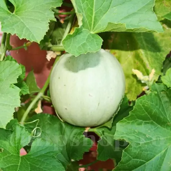 Pachet XXL seminte pepene Oliwin 1.000buc. seminte pepene galben oliwin pachet xxl producatori solarii