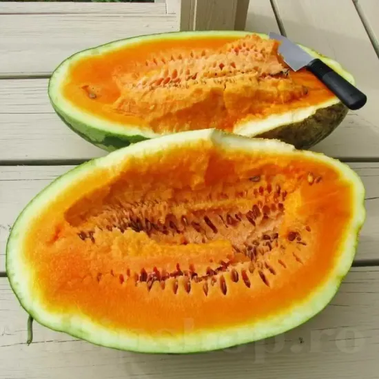 Pachet XXL seminte pepene Orangeglo 300buc. seminte pepene orangeglo pachet xxl producatori solarii