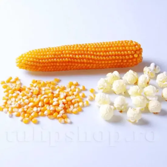 Pachet XXL Seminte porumb floricele Plomyk 1.000buc. recolta porumb popcorn boabe lucioase expandare excelenta calitate premium