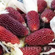 Pachet XXL seminte porumb floricele Strawberry Corn 1.000buc. recolta porumb strawberry corn boabe rosii forma capsuna calitate premium 110x110