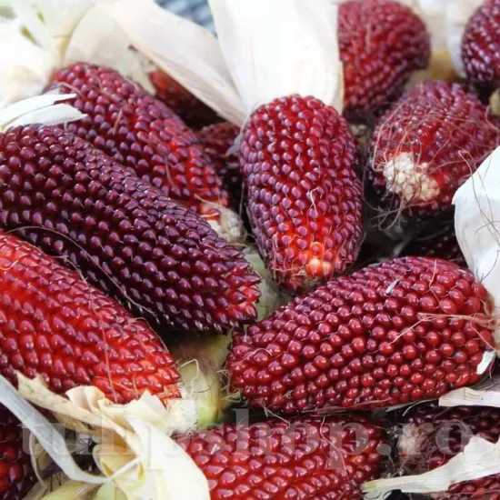 Pachet XXL seminte porumb floricele Strawberry Corn 1.000buc. recolta porumb strawberry corn boabe rosii forma capsuna calitate premium