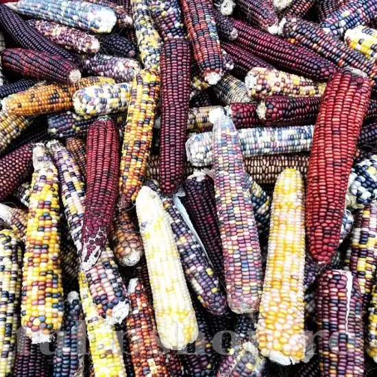 seminte porumb amero mix pachet xxl gospodari gradina legume