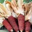 Pachet XXL seminte porumb dulce Bloody Butcher 500buc. seminte porumb bloody butcher pachet xxl cultivatori cereale inedite 110x110
