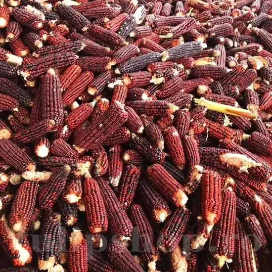 Pachet XXL seminte porumb dulce Bloody Butcher 500buc. seminte porumb bloody butcher pachet xxl furnizori seminte romania