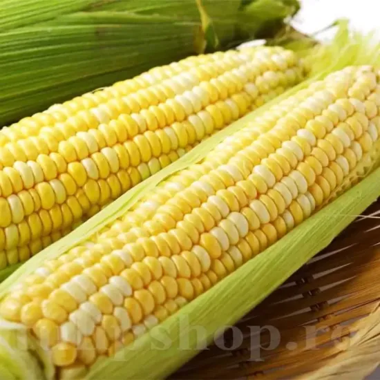Pachet XXL Seminte porumb Ramondia F1 500buc. seminte porumb ramondia pachet xxl distribuitori depozite seminte