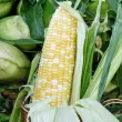 Pachet XXL Seminte porumb Ramondia F1 500buc. seminte porumb ramondia pachet xxl gospodari gradina legume frumoase 110x110