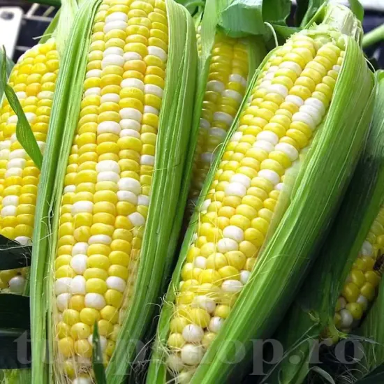 Pachet XXL Seminte porumb Ramondia F1 500buc. seminte porumb ramondia pachet xxl producatori cultura camp