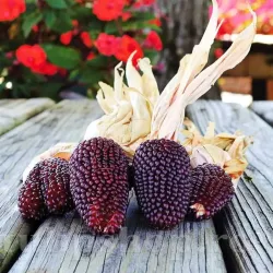 Pachet XXL seminte porumb floricele Strawberry Corn 1.000buc.