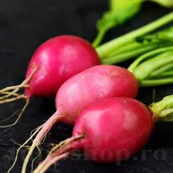 Pachet XXL seminte ridiche Jutrzenka 10.000buc.