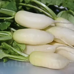 Pachet XXL Seminte ridiche Leda 10.000buc.