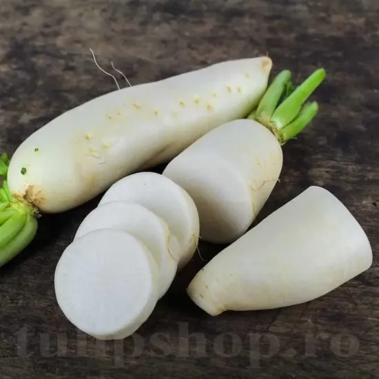 Pachet XXL Seminte ridiche Leda 10.000buc. seminte ridiche leda pachet xxl producatori legume albe