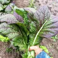 Pachet XXL Seminte mustar Red Giant 10.000buc.