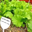 Pachet XXL Seminte mustar Southern Giant Curled 10.000buc. recolta mustar southern giant curled frunze mari ondulate aroma picanta premium 110x110