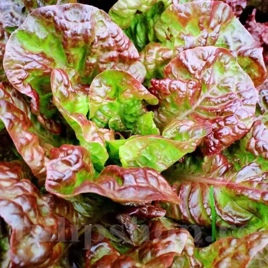 recolta salata merveille de quatre saisons capatani rosiatice frunze fragede premium
