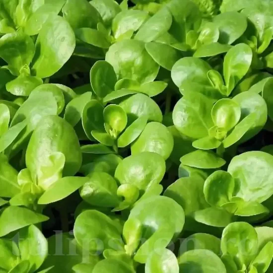 recolta valeriana verde di cambrai rosete frunze verzi fine premium