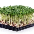 Pachet XXL Seminte Creson 20.000buc. seminte creson pachet xxl gospodari cultura rapida gradina ghiveci 110x110