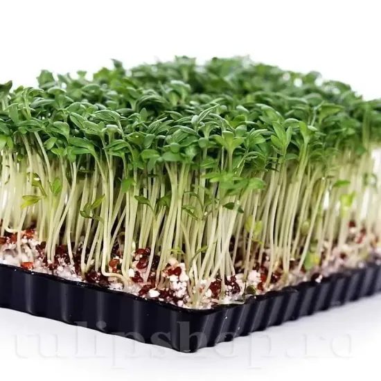 Pachet XXL Seminte Creson 20.000buc. seminte creson pachet xxl gospodari cultura rapida gradina ghiveci