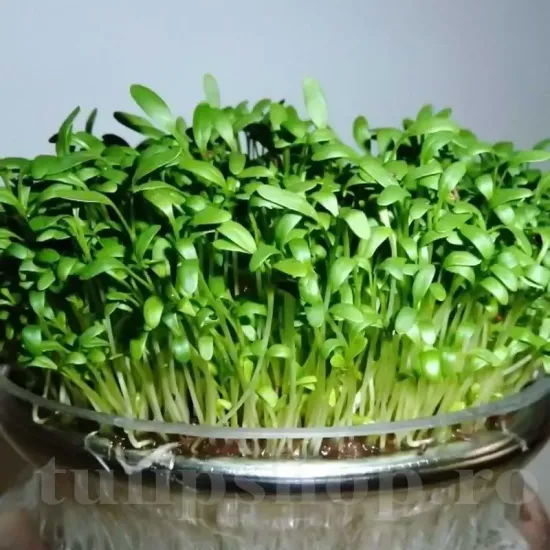 Pachet XXL Seminte Creson 20.000buc. seminte creson pachet xxl producatori microplante verdeturi