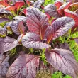 Pachet XXL Seminte mustar Red Giant 10.000buc. seminte mustar red giant pachet xxl distribuitori en gros seminte 110x110