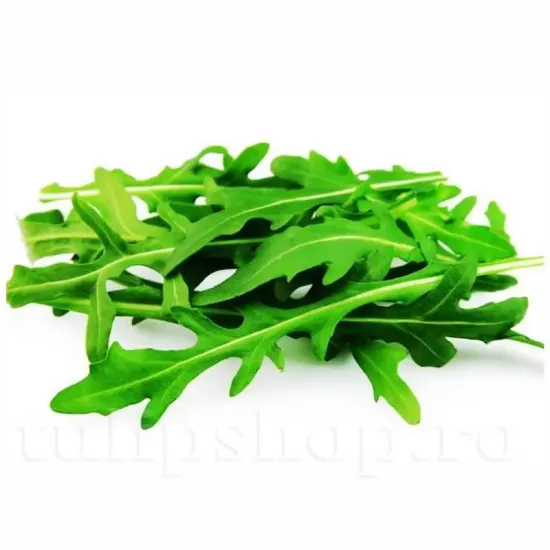 Pachet XXL seminte Rucola 20.000buc. seminte rucola pachet xxl gospodari frunze aromate gradina
