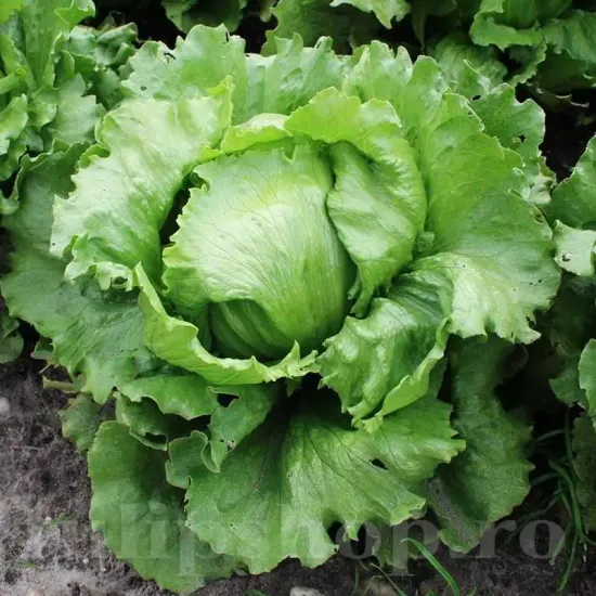 Pachet XXL Seminte salata Blonde de Paris 10.000buc. seminte salata blonde de paris pachet xxl producatori salata capatana