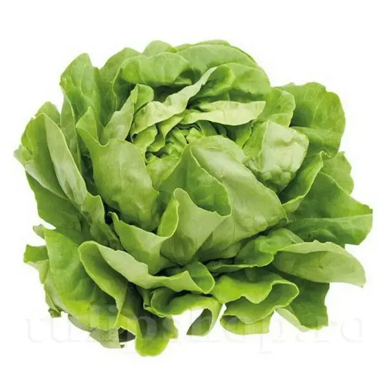 Pachet XXL Seminte salata Grosse Blonde Paresseuse 10.000buc. seminte salata grosse blonde paresseuse pachet xxl producatori salata capatana
