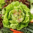 Pachet XXL seminte salata May Queen 20.000buc. seminte salata may queen pachet xxl producatori salata timpurie 110x110