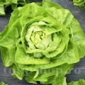 Pachet XXL Seminte salata Meraviglia d'Inverno 20.000buc.