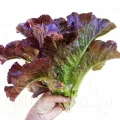 Pachet XXL Seminte salata Red Romaine Cos 10.000buc.