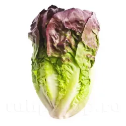 Pachet XXL Seminte salata Red Romaine Cos 10.000buc. Pachet XXL Seminte salata Red Romaine Cos 10.000buc.